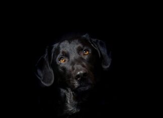 Dlaczego hybryda jest nierówna?