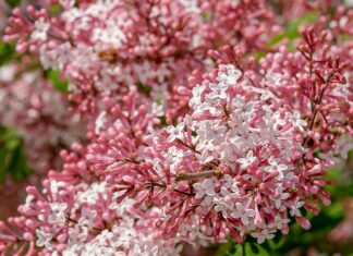 Co ile wymieniać ostrza OneBlade?
