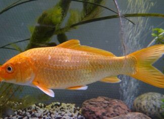 Na jakich paznokciach nie można robić hybrydy?