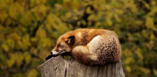 Dlaczego po goleniu mam czerwone kropki?