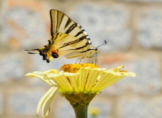 Jak golić rzadki zarost? Jak golić rzadki zarost?