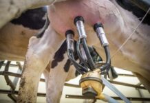 Ile kubków kawy można wypić dziennie?