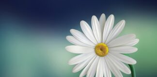 Czy biała chemia jest lżejsza?