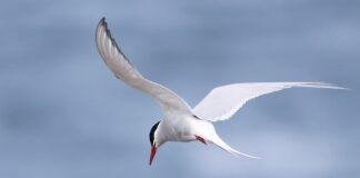 Co z placem na Rybitwach?