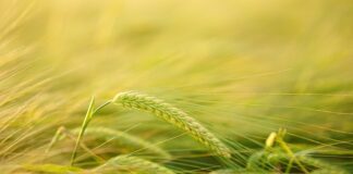 Ile mąki ziemniaczanej ma budyń?