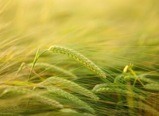 Ile mąki ziemniaczanej ma budyń?