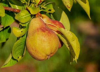 Jak długo można trzymać odżywkę na włosach?