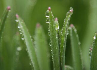 Czy one blade goli na zero?