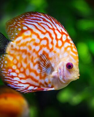 Kiedy mikro a kiedy makro do akwarium?