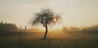 Jak długo goi się rana po laserze?