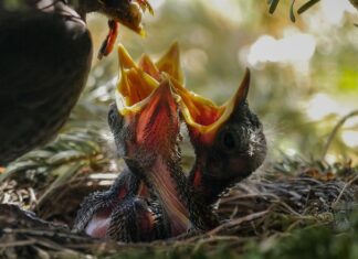 Ile razy dziennie trzeba karmić rybki?