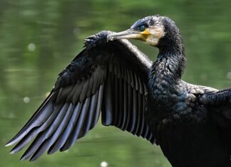 Po co się daje Carbo do akwarium?