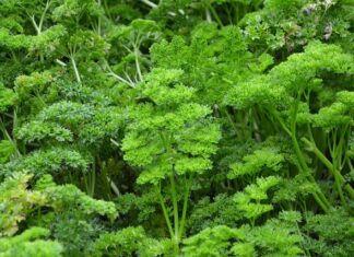 Jaki proszek lepszy Persil czy Vizir?