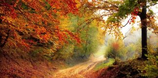 O jakiej porze pić sok z buraków?