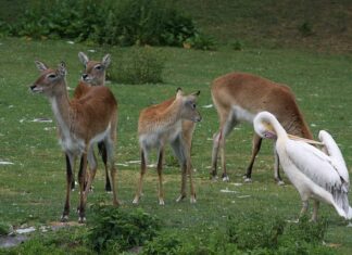 Jak golić pachy u mężczyzn? Jak golić pachy u mężczyzn?