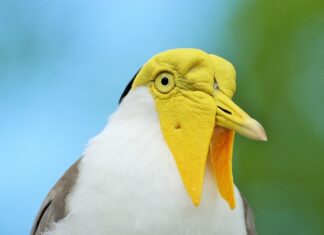 Czy czaj jest zdrowy? Czy czaj jest zdrowy?