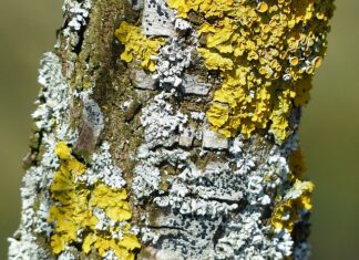 Jak pozbyć się zielenic z akwarium?