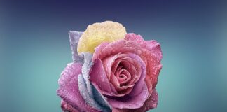 Czym się różni macchiato od latte macchiato?