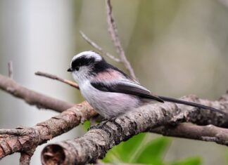 Czy mizu Mate to energetyk?